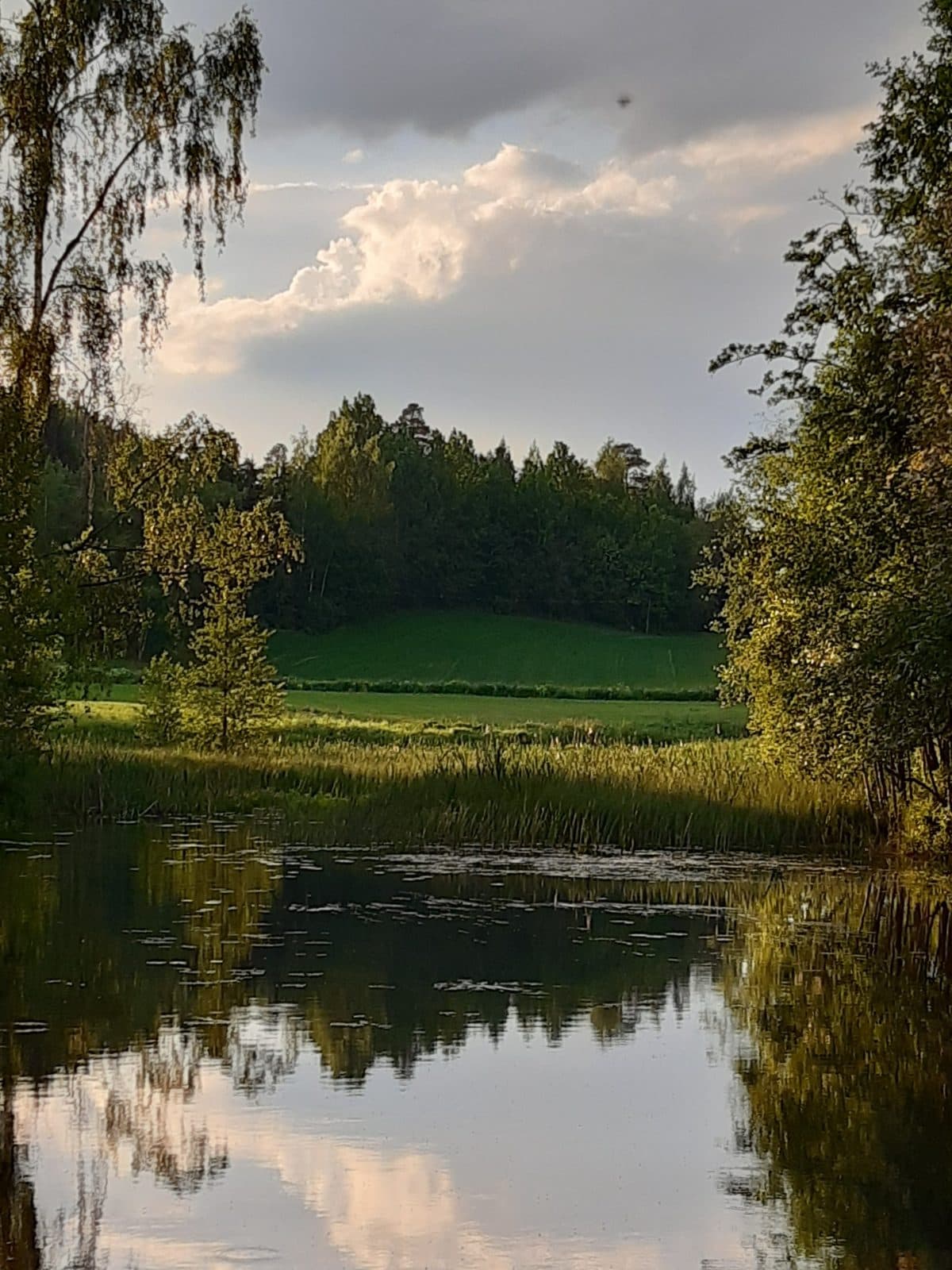 The mill pond on a summer evening